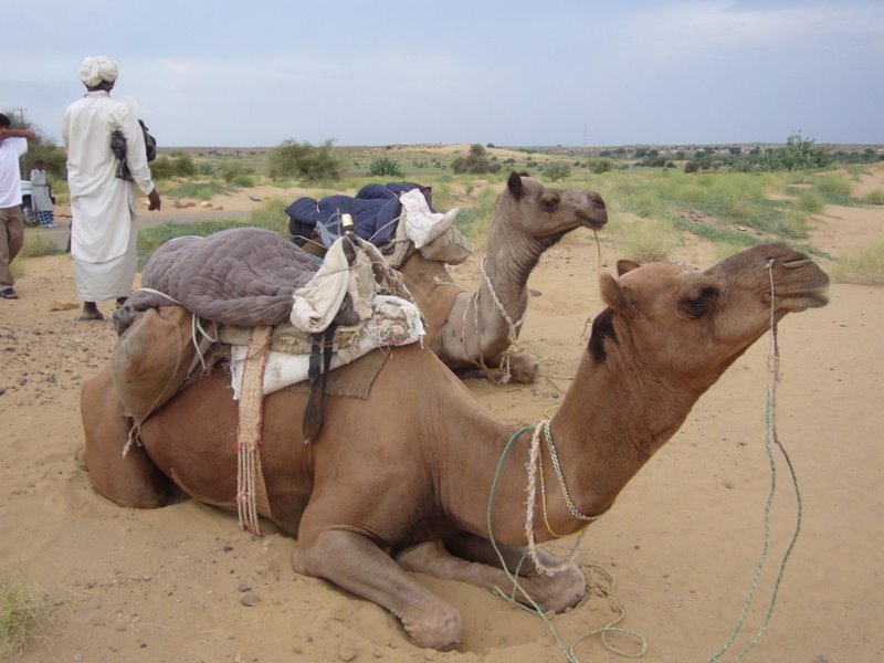 Meet The Camels